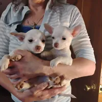 Sugar, a male Chihuahua for sale in New Castle, PA – 6 of 6