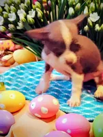 Bubba, a male Chihuahua for sale in New Castle, PA – Photo 1 of 4