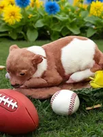 Bubba, a male Chihuahua for sale in New Castle, PA – 5 of 8