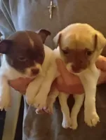 Bubba, a male Chihuahua for sale in New Castle, PA – Photo 2 of 3