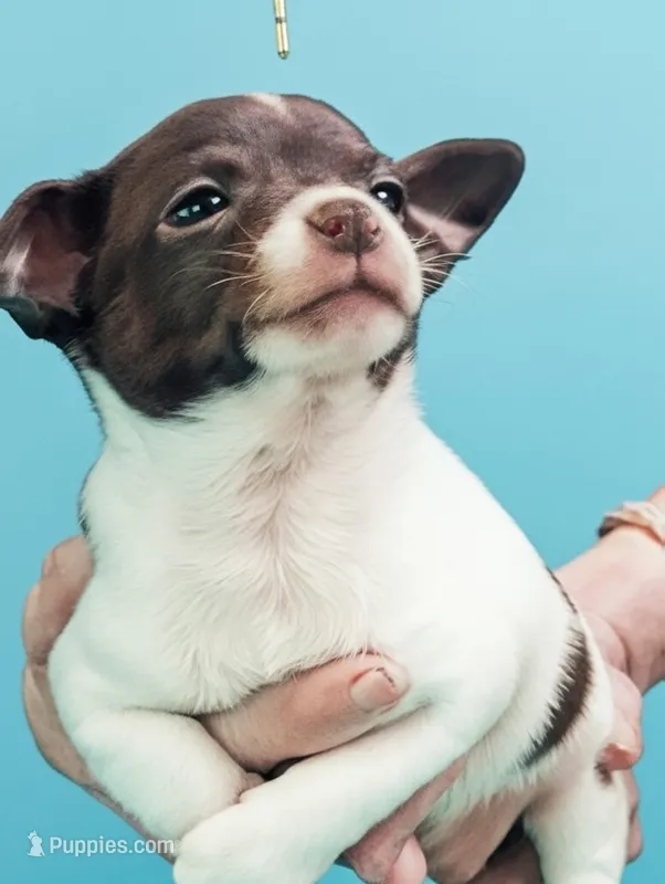 Bubba – Chihuahua puppy for sale in New Castle, PA