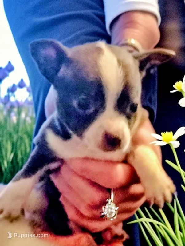 Bubba – Chihuahua puppy for sale in New Castle, PA