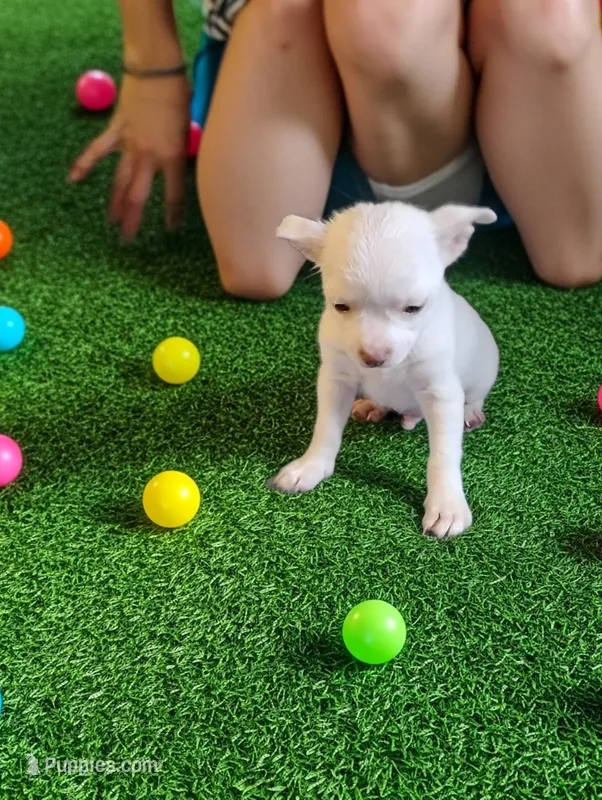 Ice cube – Chihuahua puppy for sale in New Castle, PA