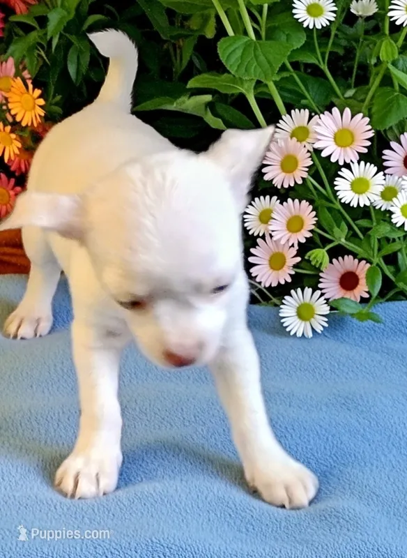 Mr freeze – Chihuahua puppy for sale in New Castle, PA