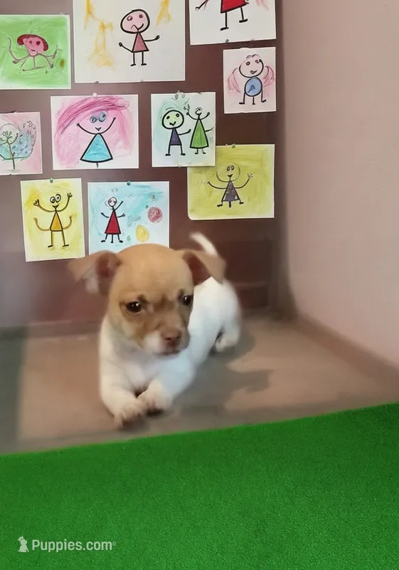 Red – Chihuahua puppy for sale in New Castle, PA