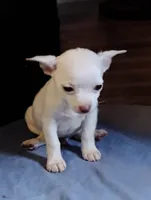 Ice, a male Chihuahua for sale in New Castle, PA – 2 of 3