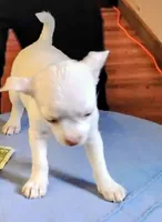Cotton, a male Chihuahua for sale in New Castle, PA – 3 of 5