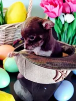 Lil Bill, a male Chihuahua for sale in New Castle, PA – 4 of 7