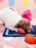 Lil Bill, a male Chihuahua for sale in New Castle, PA – 6 of 7