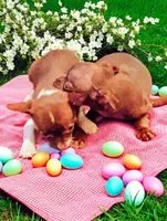 Lil Bill, a male Chihuahua for sale in New Castle, PA – Photo 3 of 3