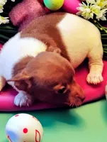 Lil Bill, a male Chihuahua for sale in New Castle, PA – Photo 2 of 3