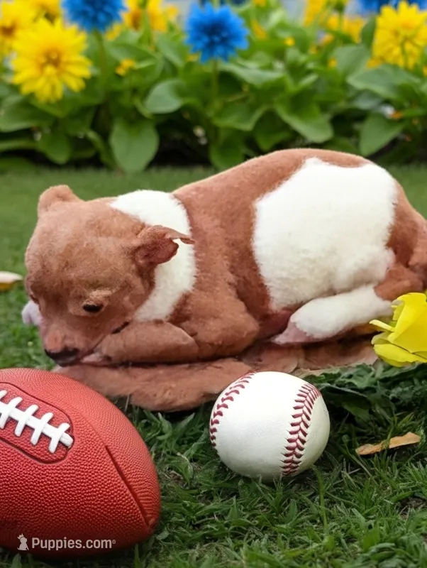 Lil Bill – Chihuahua puppy for sale in New Castle, PA