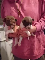 Lil Bill, a male Chihuahua for sale in New Castle, PA – 3 of 7
