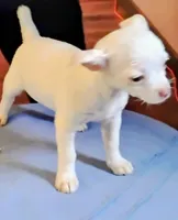 Cotton, a male Chihuahua for sale in New Castle, PA – 4 of 5