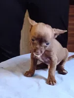 Hershey, a male Chihuahua for sale in New Castle, PA – 5 of 5