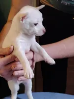 Ice, a male Chihuahua for sale in New Castle, PA – 3 of 3