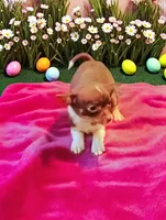 Lil baby, a female Chihuahua for sale in New Castle, PA – Photo 1 of 3