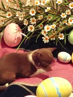 Lil baby, a female Chihuahua for sale in New Castle, PA – Photo 2 of 3