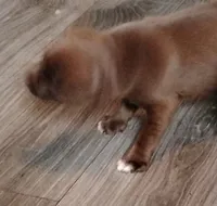 Bear, a male Chihuahua for sale in New Castle, PA – 2 of 3