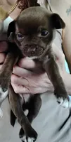 Bear, a male Chihuahua for sale in New Castle, PA – 3 of 3