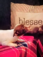 Lil King, a male Chihuahua for sale in New Castle, PA – Photo 4 of 9