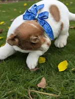 Lil King, a male Chihuahua for sale in New Castle, PA – Photo 8 of 9