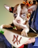 Lil King, a male Chihuahua for sale in New Castle, PA – Photo 7 of 9