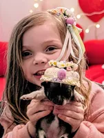 Lil King, a male Chihuahua for sale in New Castle, PA – Photo 6 of 9