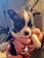 Lil Oreo, a male Chihuahua for sale in New Castle, PA – Photo 2 of 3
