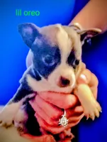 Lil Oreo, a male Chihuahua for sale in New Castle, PA – Photo 1 of 3