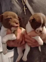 Lil Oreo, a male Chihuahua for sale in New Castle, PA – Photo 3 of 3