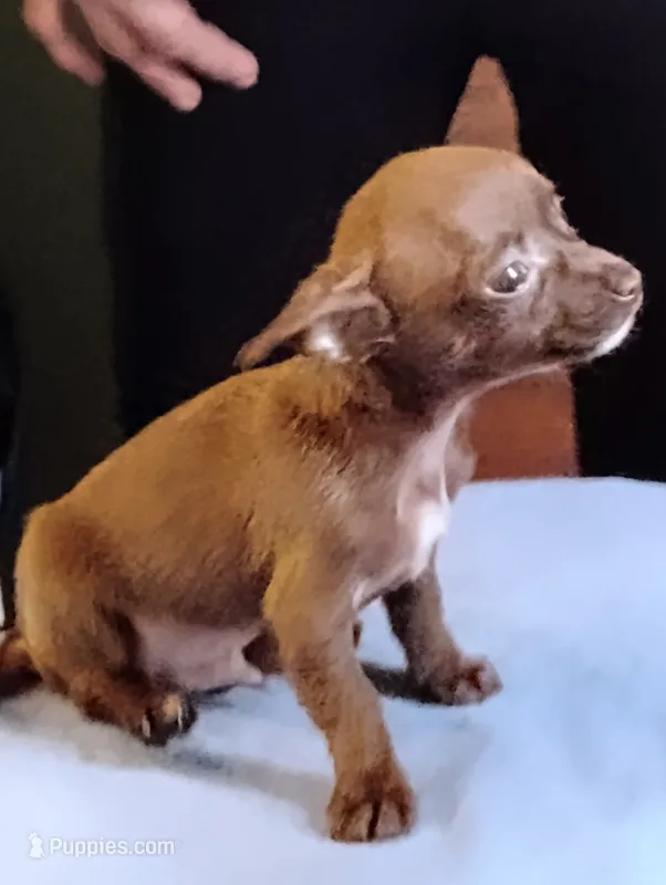 Hershey – Chihuahua puppy for sale in New Castle, PA