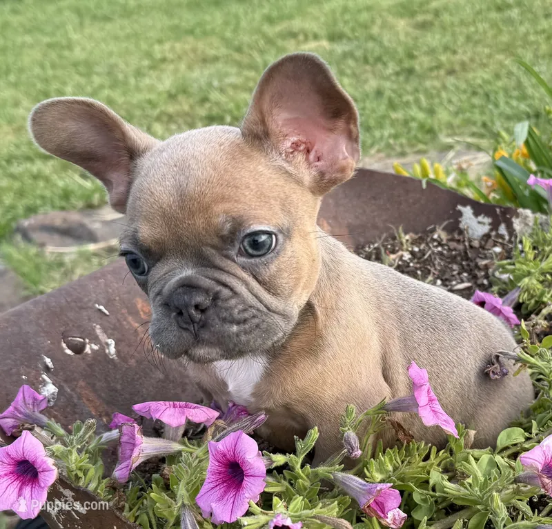 River – French Bulldog puppy for sale in Claremore, OK
