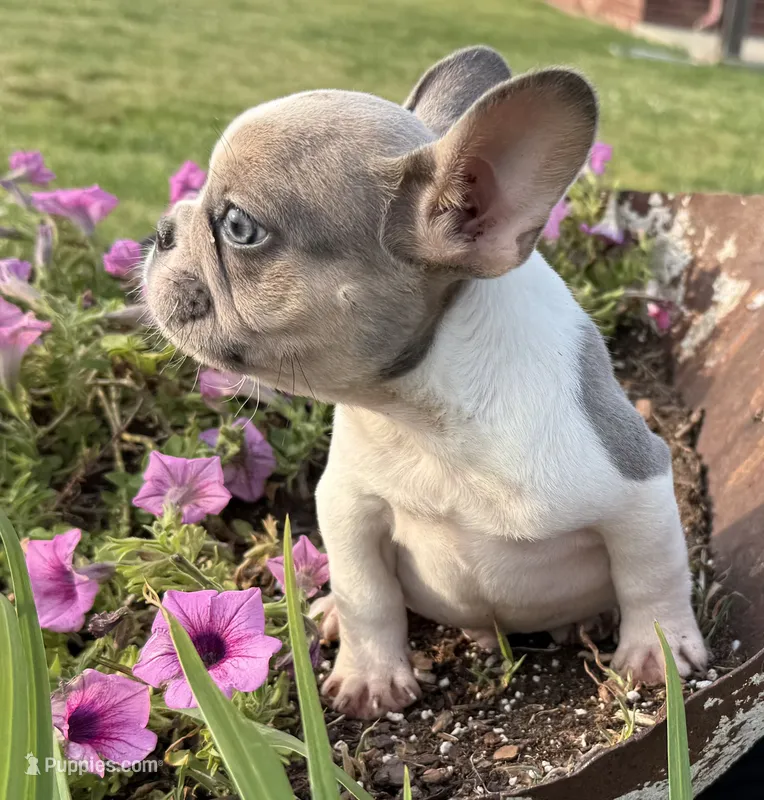 Stormy – French Bulldog puppy for sale in Claremore, OK