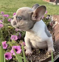 Cooper, a male French Bulldog for sale in Claremore, OK – 4 of 7