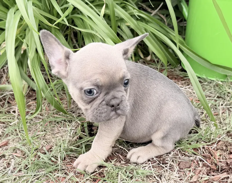 Rowdy – French Bulldog puppy for sale in Claremore, OK