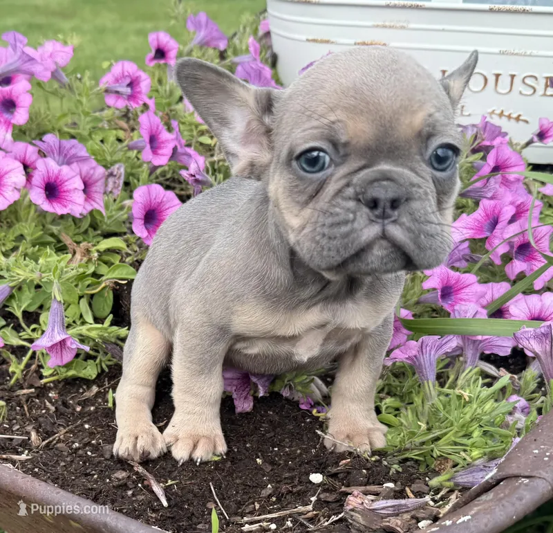 Rowdy – French Bulldog puppy for sale in Claremore, OK
