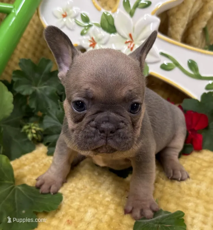 Rowdy – French Bulldog puppy for sale in Claremore, OK