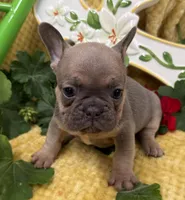 Rowdy, a male French Bulldog for sale in Claremore, OK – Photo 1 of 3