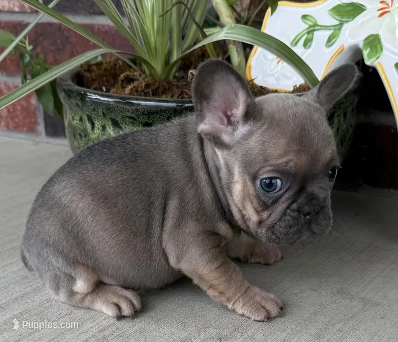 Rowdy – French Bulldog puppy for sale in Claremore, OK