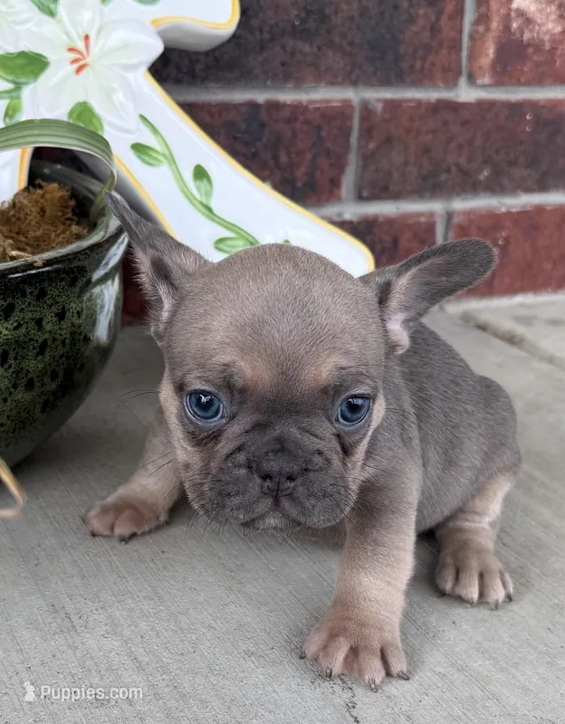 Rowdy – French Bulldog puppy for sale in Claremore, OK