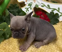 Rowdy, a male French Bulldog for sale in Claremore, OK – Photo 2 of 3