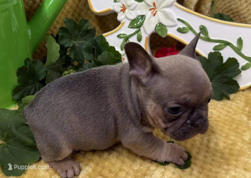 Rowdy – French Bulldog puppy for sale in Claremore, OK