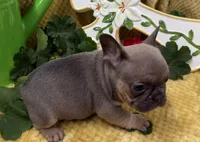 Rowdy, a male French Bulldog for sale in Claremore, OK – Photo 3 of 3