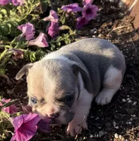 Stormy, a male French Bulldog for sale in Claremore, OK – Photo 2 of 3