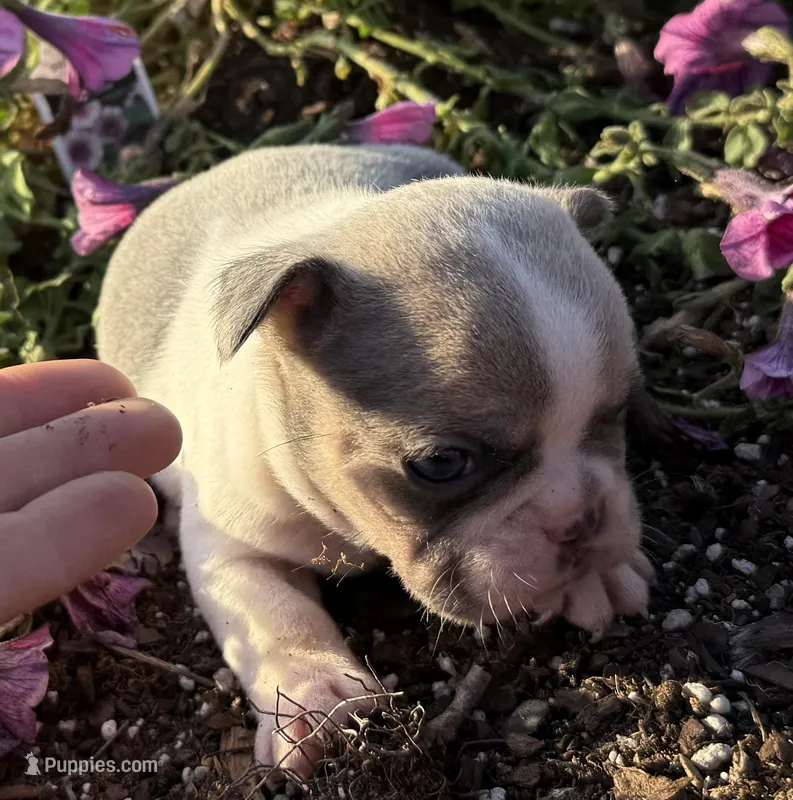Stormy – French Bulldog puppy for sale in Claremore, OK