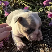 Stormy, a male French Bulldog for sale in Claremore, OK – Photo 1 of 3