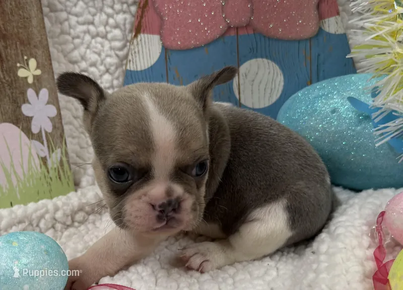 Stormy – French Bulldog puppy for sale in Claremore, OK