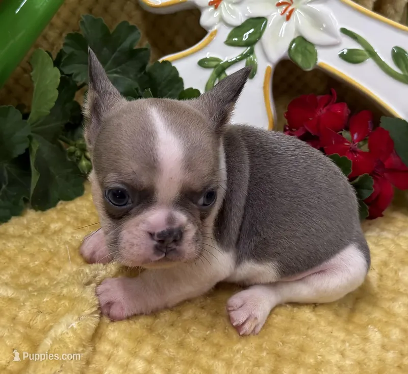Stormy – French Bulldog puppy for sale in Claremore, OK