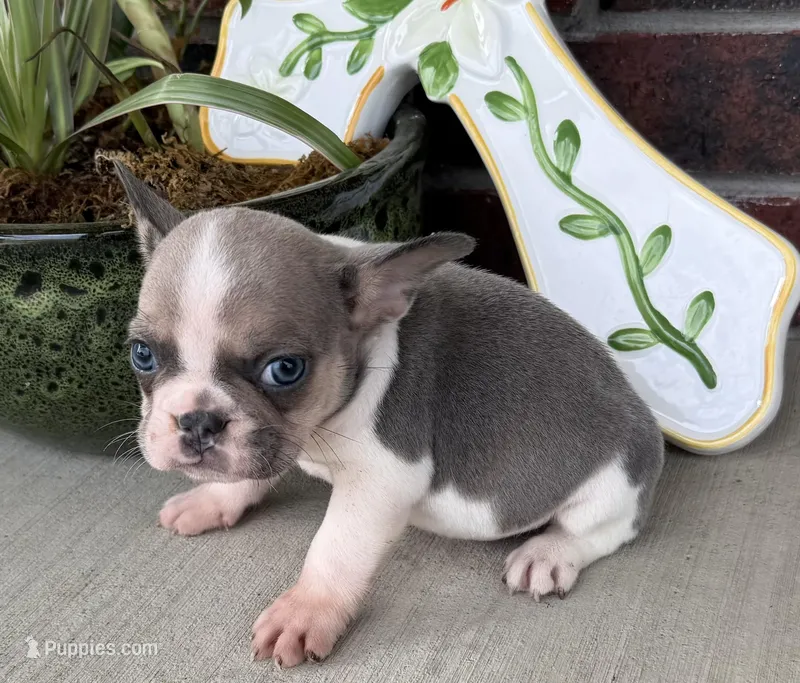 Stormy – French Bulldog puppy for sale in Claremore, OK